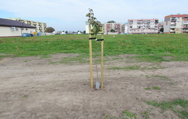 Zagospodarowanie przestrzeni publicznej przy Al. Jagiellon&oacute;w w m. G&oacute;ra 6