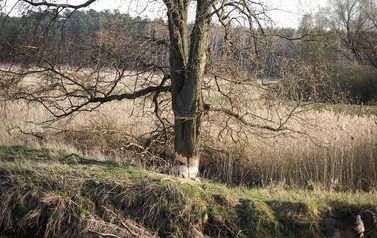 konkurs (3)
