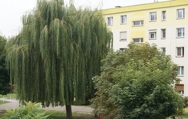 konkurs (15)