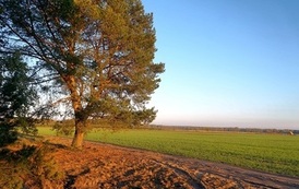 konkurs (12)