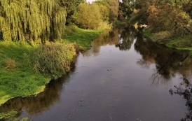 konkurs (9)