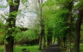 konkurs (8)