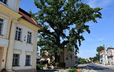 Zdjęcie do Prace konserwacyjno-pielęgnacyjne pomnika przyrody w Czerninie