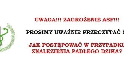 Zdjęcie do ASF - Jak postępować w przypadku znalezienia padłego dzika ?