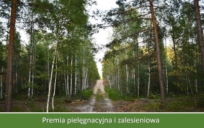 Zdjęcie do Informacja  o premiach za posadzenie lasu