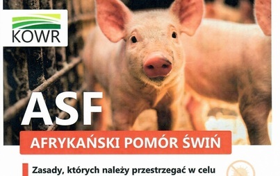 Zdjęcie do Zasady, kt&oacute;rych należy przestrzegać w celu ochrony gospodarstwa przed wirusem ASF