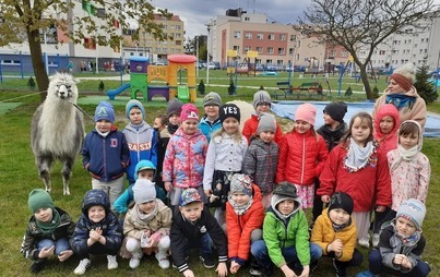 Zdjęcie do Spotkanie z alpakami w Przedszkolu Publicznym Nr 3