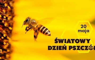 Zdjęcie do Światowy Dzień Pszcz&oacute;ł