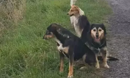 Zdjęcie do Poszukiwany właściciel ps&oacute;w