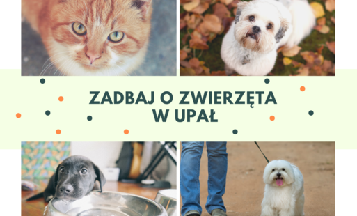 Zdjęcie do Pamiętajmy o zwierzętach podczas nadchodzących upał&oacute;w