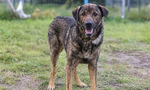 Zdjęcie do Pieski do adopcji